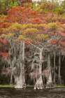 Bald cypress trees and autumn colors in southern swamp, Caddo Lake, Texas. Art Print